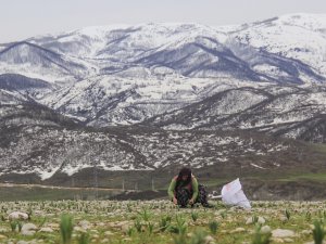 Çiriş otu kadınların geçim kaynağı oldu