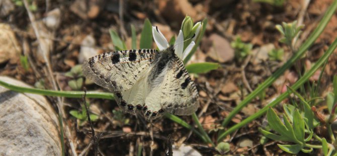 Munzur Vadisi kelebek ve tırtıllarla renklendi