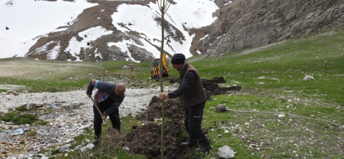 Munzur Dağları yeşillenecek