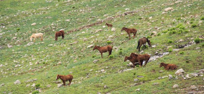 Mercan Dağları'nın yılkı atları doğaya renk katıyor