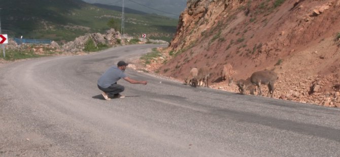 Yola inen dağ keçilerini elleriyle besliyorlar