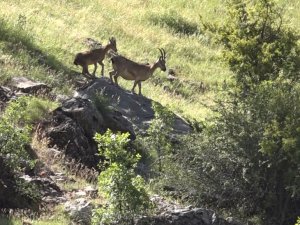 Koruma altındaki yaban keçileri beslenirken görüntülendi