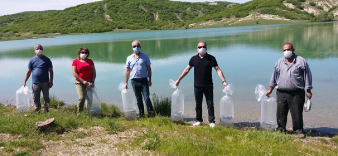 Günboğazı göletine 40 bin adet sazan bırakıldı