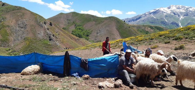 Dersim’de yaylacıların çileli yaşamı