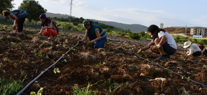 Kadınlar, bostandan elde ettikleri ürünleri yoksullara dağıtacak