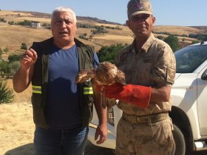 Tedavisi tamamlanan kızıl şahin doğaya salındı