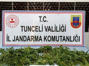 Uyuşturucu operasyonlarında Hint keneviri ile esrar ele geçirildi