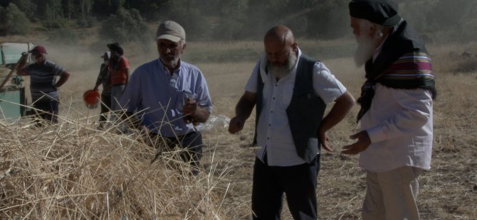 Kaybolmaya yüz tutmuş buğdayın yaşaması için köylülere tohum dağıtıyor