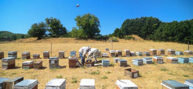 Ovacık, organik bal üreten arıcıların vazgeçilmez adresi oldu