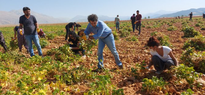 Dersimli sanatçılar, türküler eşliğinde fasulye hasadı yaptı