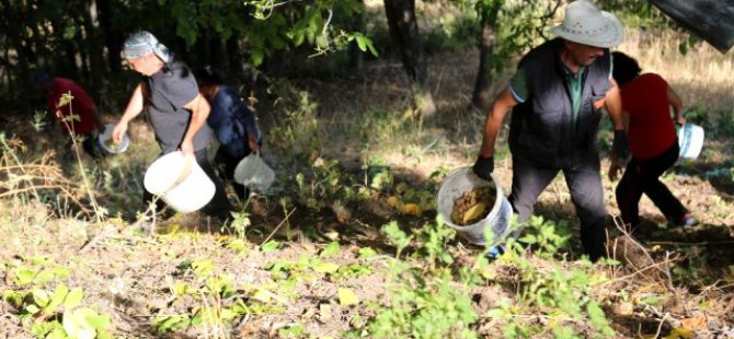 KÖYLÜLERİN ZORLU CEVİZ HASADI BAŞLADI