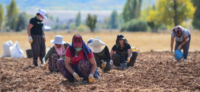 Dağ sarımsağı artık tarlalarda yetiştirilecek