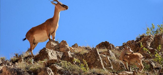 Dağ keçisi vurulması için izin verildi!