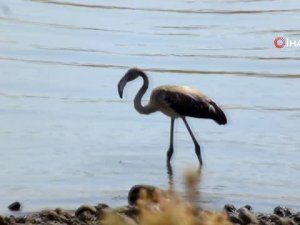 Nazımiye’de flamingo görüntülendi