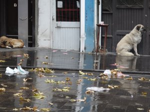 Sessizliğe bürünen ilimizde kısıtlamaya uyuldu