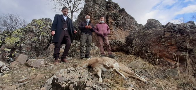 Yıldırım: Yaban keçilerinin ölümüne karşı yetkililer ciddi önlemler almalıdır VİDEO