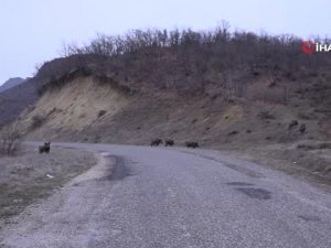 Sürü halinde yola inen domuz sürüsü görüntülendi