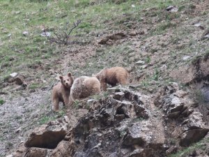 Ayılar ve yaban keçileri vadilere indi