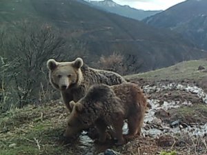 2 bozayı fotokapan tarafından görüntülendi