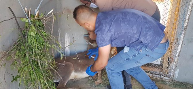 Travma geçiren yaban keçisi ile kanadı zedelenen leylek tedavi altına alındı