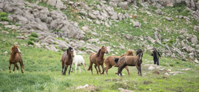 Mercan ve Munzur dağlarındaki atlar doğa tutkunlarının ilgisini çekiyor