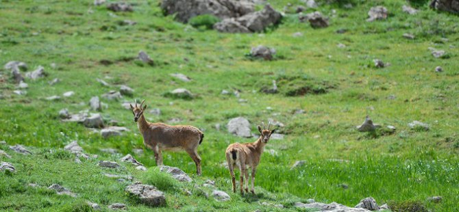 Koruma altındaki yaban keçileri Dersim dağlarına güzellik katıyor