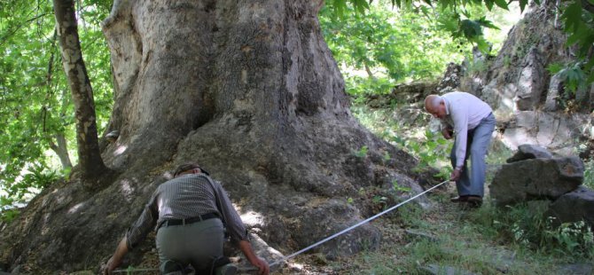 Bin yıllık çınar, 22 metre gövdeye sahip