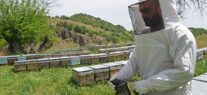 Dersim'de arıcılık yapan Çiçek: Maden projeleri arıcılığı bitirecektir