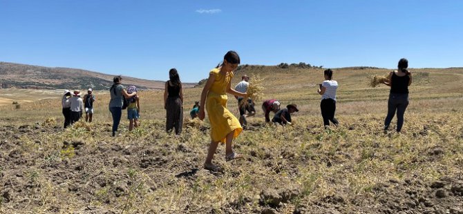 Hem halay çektiler hem nohut topladılar