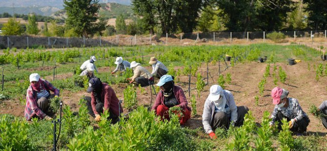 Yetiştirilen fidanlar yanan orman arazilerine yeniden hayat oluyor