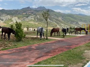 Başıboş atlar parkta geziyor