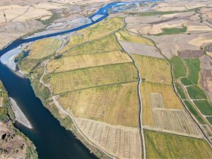 Kuruyan Murat Nehri’nde 150 gün suyun içinde yetişen pirinçte hasat zamanı