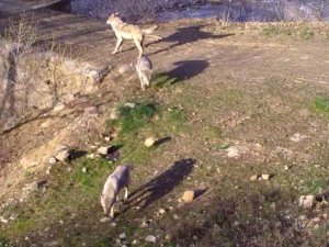 Bingöl’de yaban hayatı fotokapanlara yansıdı