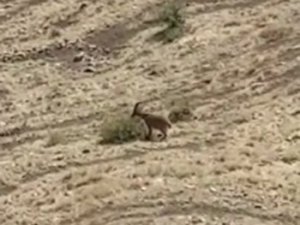 Elazığ'da yaban keçileri tarihi Harput Kalesine indi