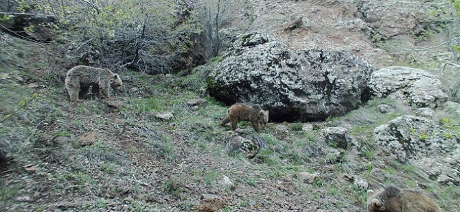 Yaban hayatı çeşitliliği fotokapanlara yansıdı