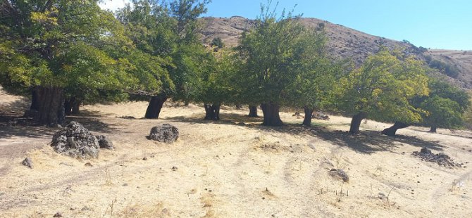 Dersim’de tarihi dut bahçesine ikinci kez iş makineleri girdi