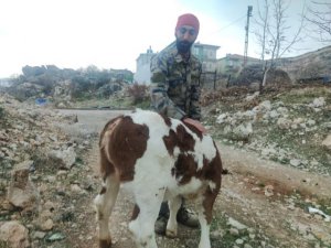 Kuyruksuz olarak dünyaya gelen buzağı görenleri şaşırttı