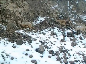 Elazığ’da 11 aylık yaban hayatı fotokapanlara yansıdı