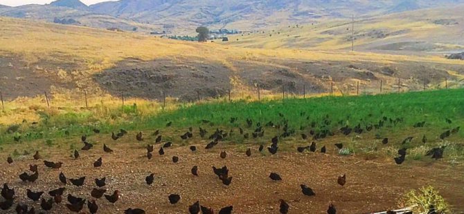 Hozat'taki 10 bin tavuklu çiftlik kriz nedeniyle kapandı