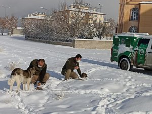 Van polisi sokak hayvanları için seferber oldu