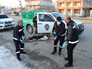 Van’da başıboş dolaşan pitbull koruma altına alındı