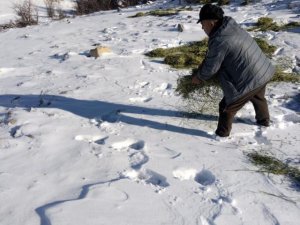 Yaban hayvanları için karla kaplı dağlara yem bırakıldı