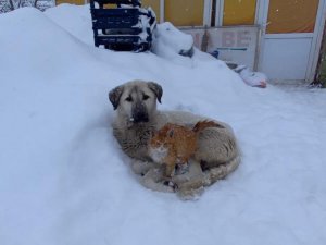 Kedi, kar yağışından korunmak için köpeğe sığındı