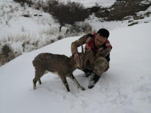 Yaralı dağ keçisi koruma altına alındı