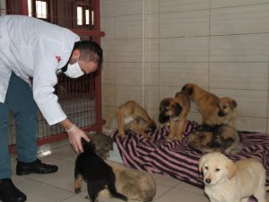 Elazığ Belediyesi Hayvan Hastanesi ve Bakım Evinde 5 binin üzerinde hayvan tedavi edildi