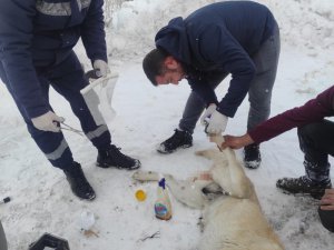 Elektrik telleriyle bağlanarak ölüme terk edilen köpekleri belediye ekipleri kurtardı