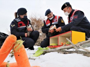 Tavşan Adası'nın uzun kulaklı sakinleri jandarma tarafından besleniyor