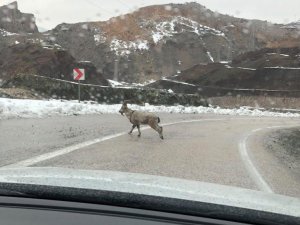 Dağ keçileri karayoluna indi