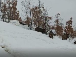 Aç kalan yaban domuzları sürü halinde merkeze indi