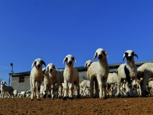 Göçerler yeni doğan kuzuları şefkatle büyütüyor